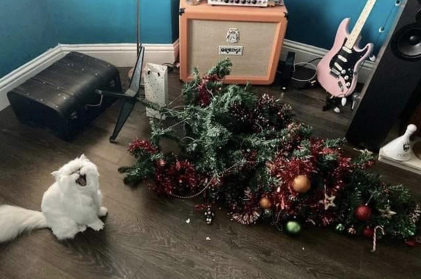 Just take a cat they said It will be fun they said