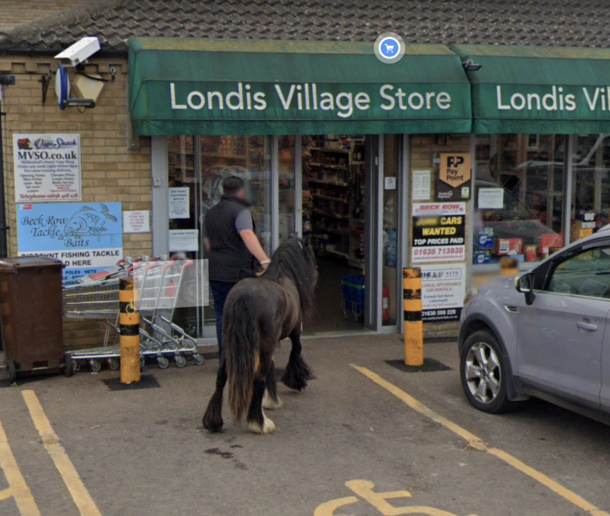 just taking my mini horse to the shops