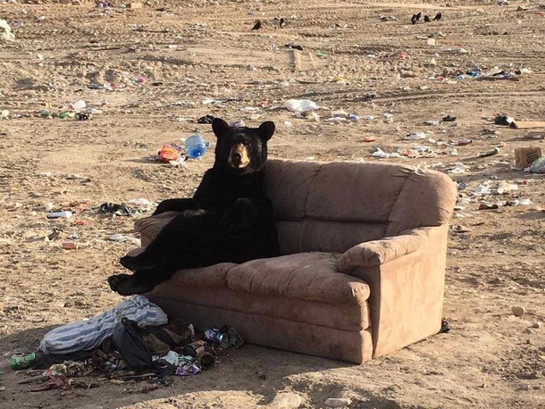 Just the bear essentials