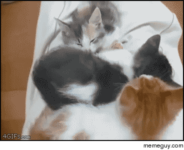 Just the best cat gif I have ever seen