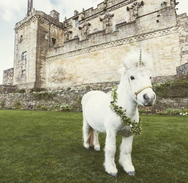 Just the national symbol of Scotland chilling outside a Scottish castle nothing to see here