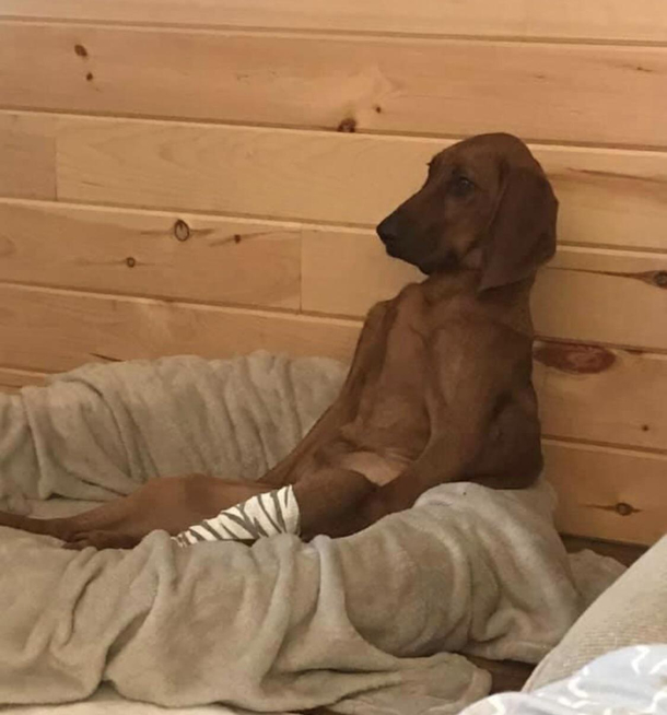 Just told the dog that her legs gonna need looked at by a vet