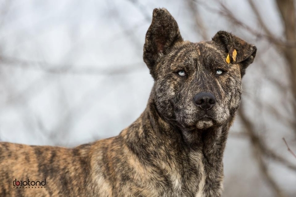 Just your regular dog from Transylvania