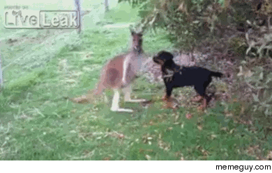 Kangaroo and Rottweiler become friends