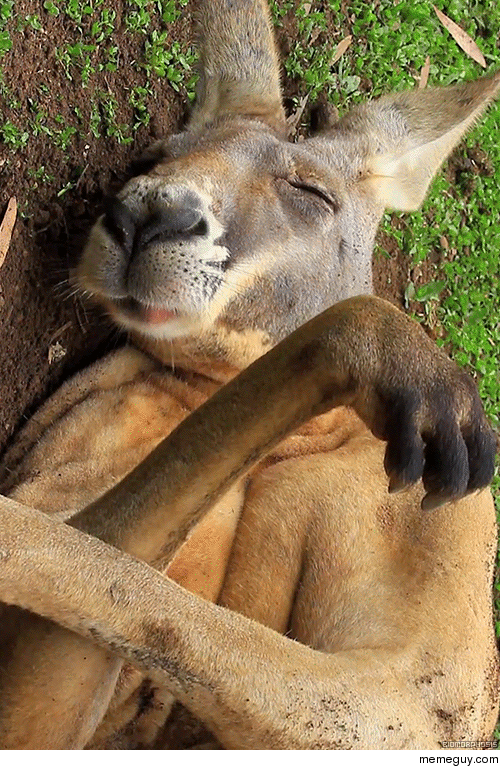 Kangaroo at ease 