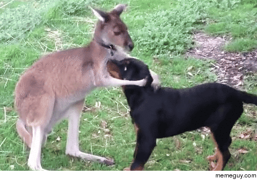 Kangaroo comforts a dog