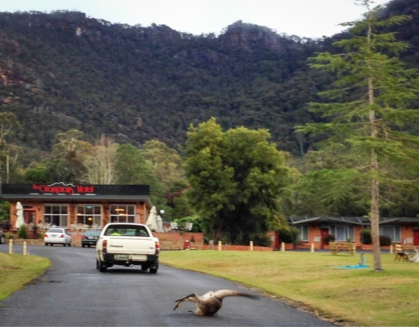 Kangaroo fell over right when I snapped this pic