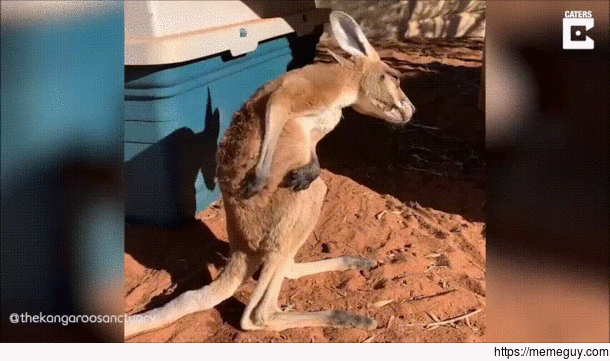 kangaroo scratch 