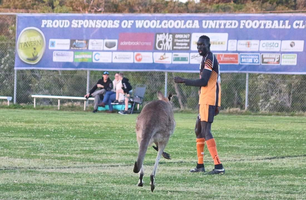 Kangaroo stopping a soccer match