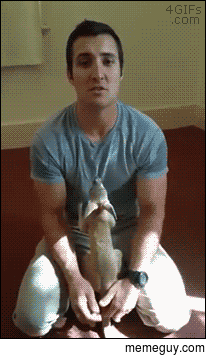 Kangaroo thinks shirt is a pouch