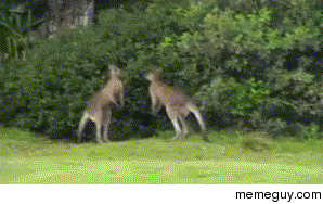Kangaroos are ruthless animals