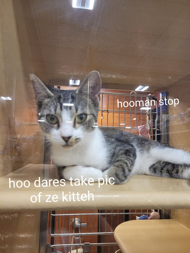 kat at teh sheltr