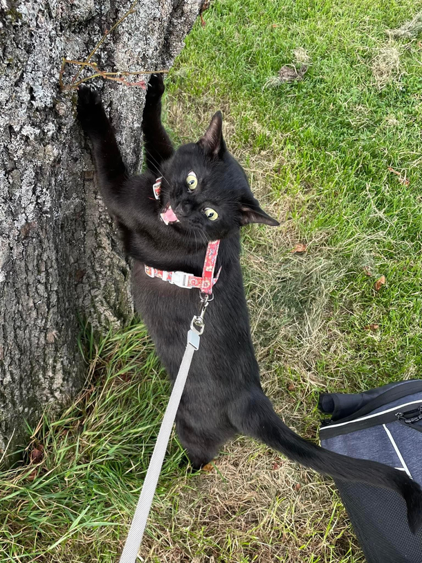 Kevin the cats first time outside