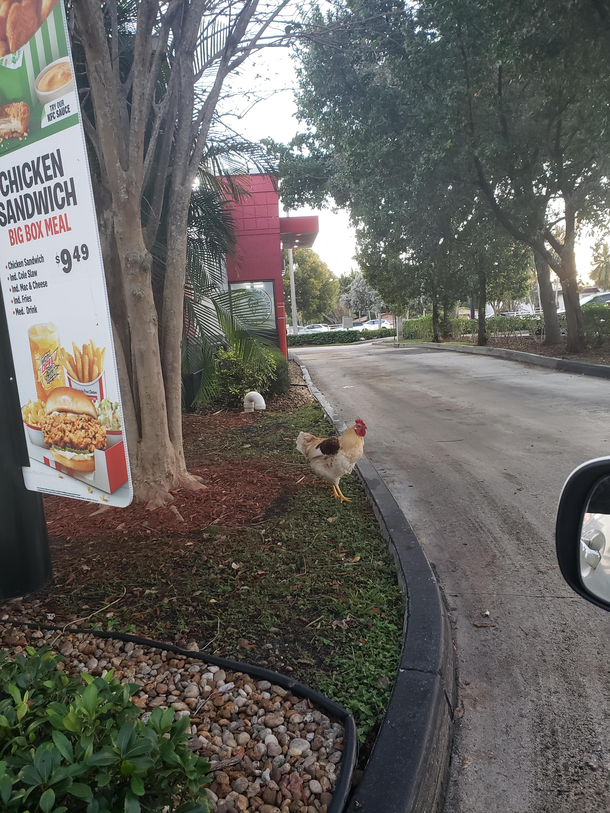 KFCs pick your own chicken idea looks interesting