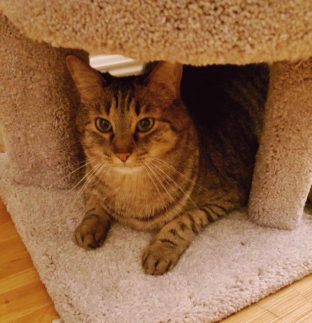 Khajiit has wares