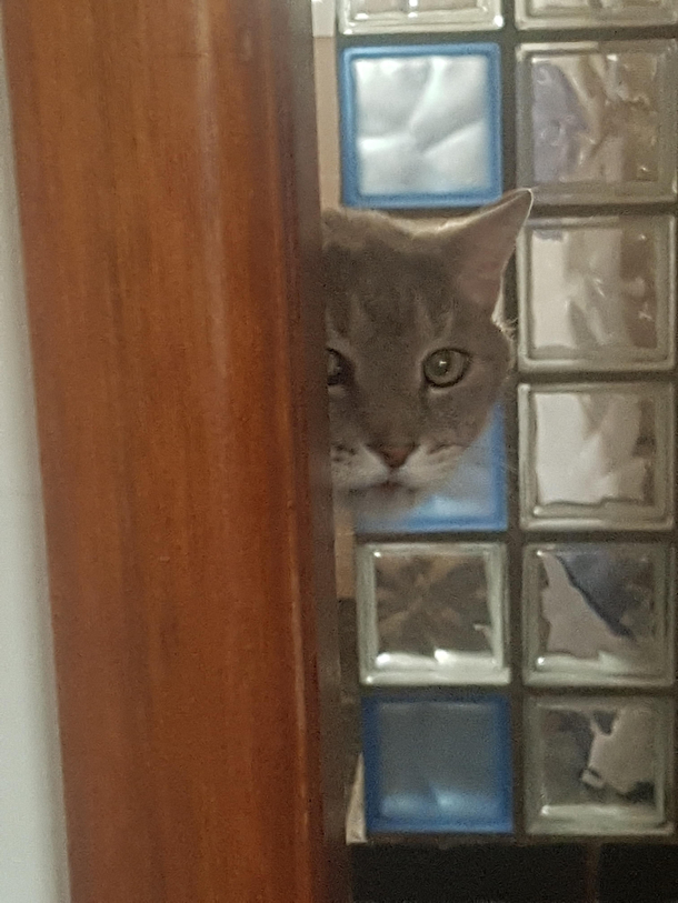 Khajiit has wares if you have coin