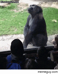 Kids rustling a gorillas jimmies to hard