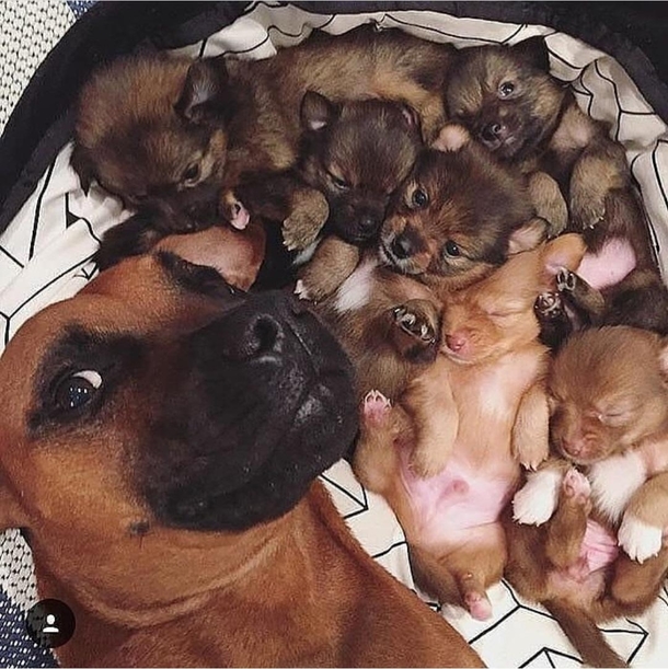 Kids wake up Lets take a selfie - Mama Doggo