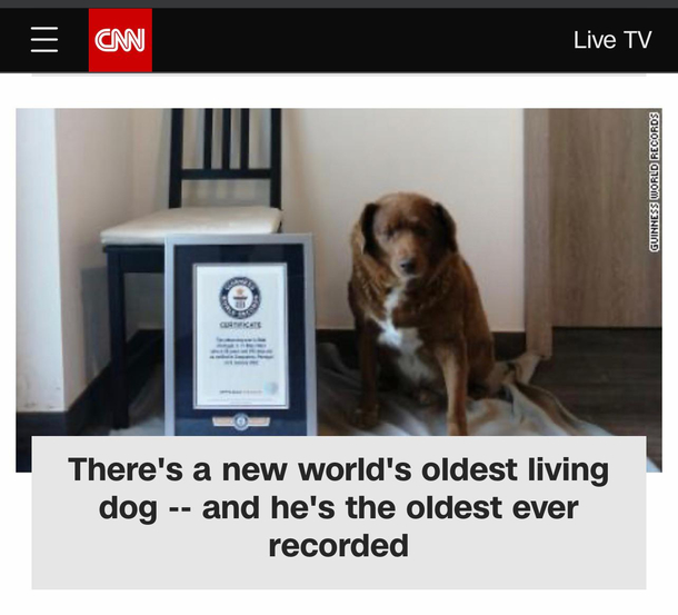 Kill me - this dog