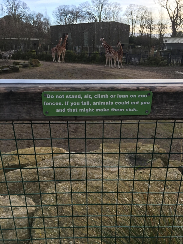 Killer giraffes in Dublin Zoo