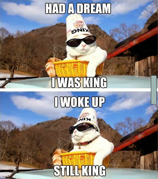 King cat is still king