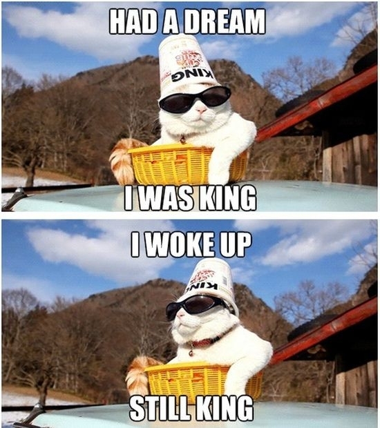 King of catsdeal with it