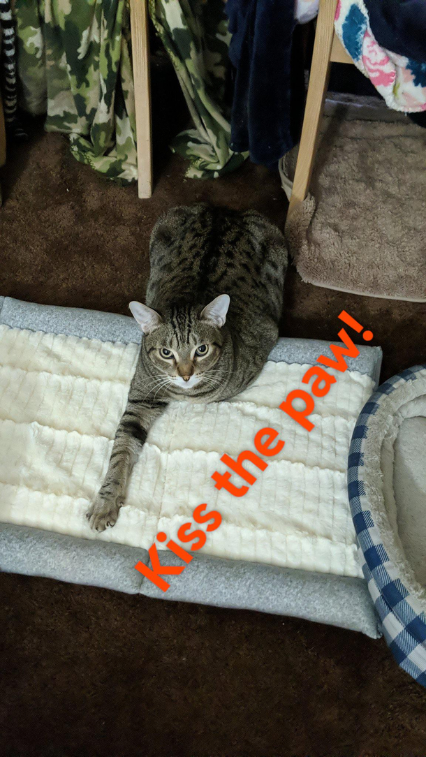 Kiss the Lux cat paw