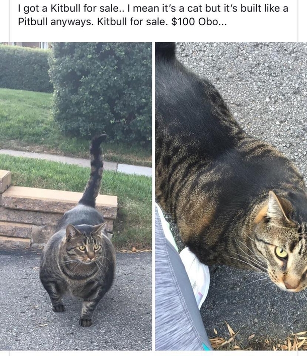 Kitbull for sale