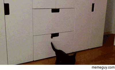 Kitten copier working flat out
