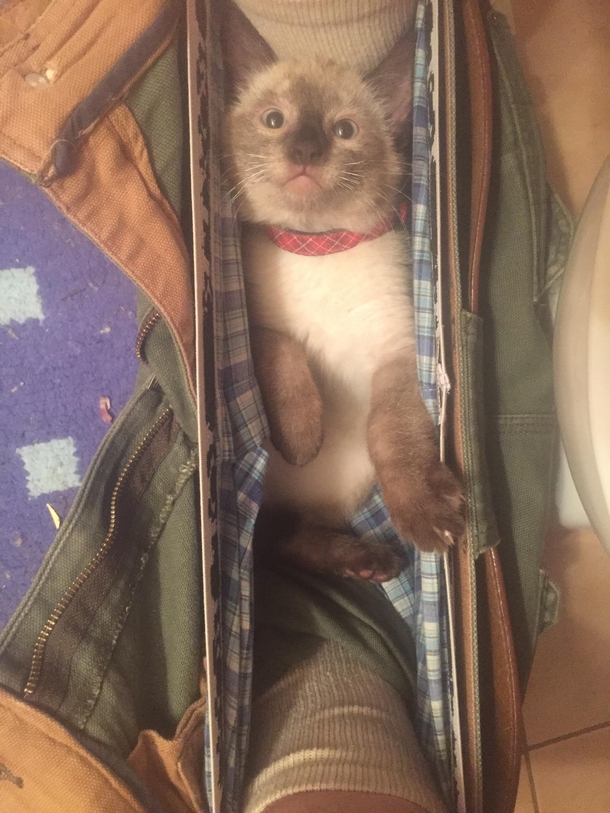 Kitten enjoying a hammockwarm spot Hes also staring at me which is weirding me out