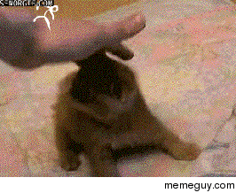 Kitten fends off angry ninjas