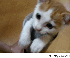 Kitten in a tube