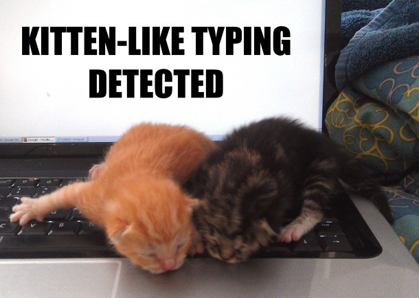 Kitten-like typing detected 
