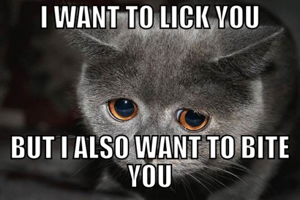 Kitten owners will know this
