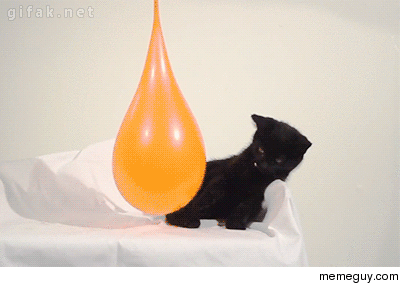 Kitten pops water balloon in slow motion