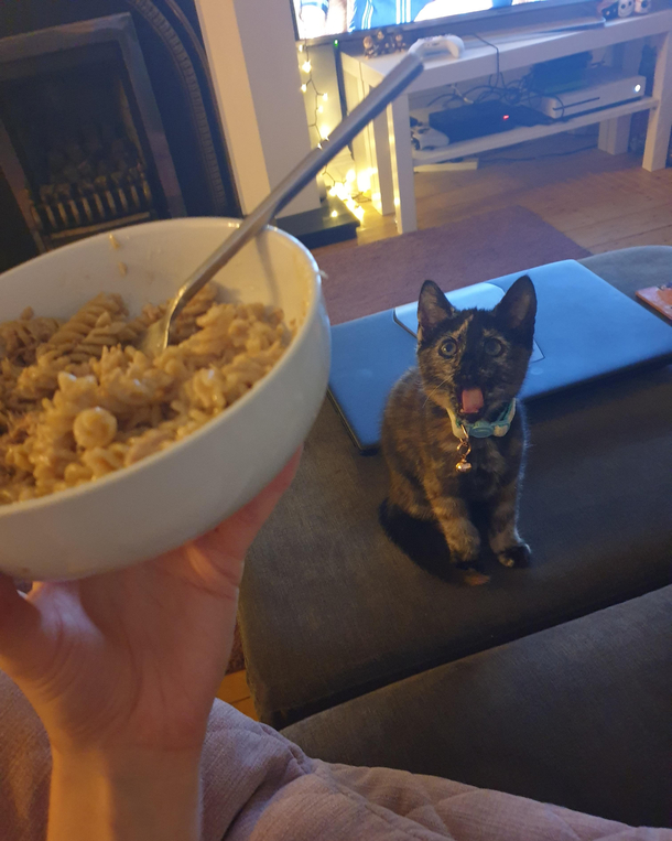 Kitten reacts to tuna for the first timeERMERGERD