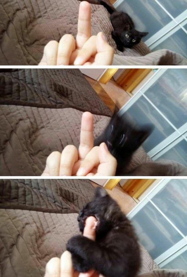 Kitten refuses to be disrespected