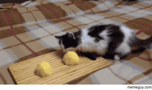 Kitten stealing potatoes gtlt