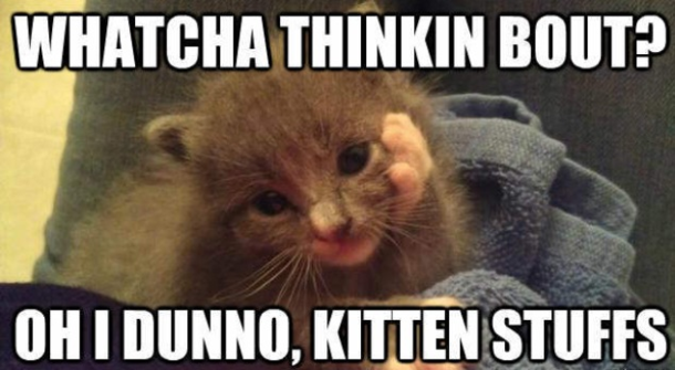 Kitten stuffs