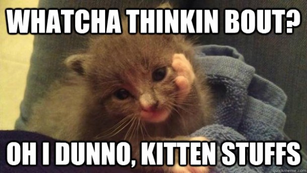 Kitten Stuffs