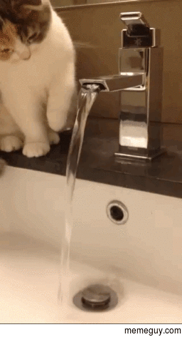 Kitten too dumb to drink tap water