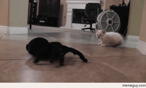 Kitten vs RC Spider