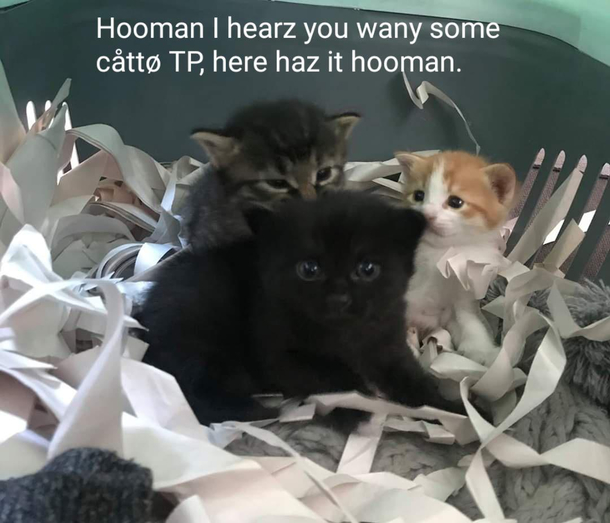Kitties gib hooman gato TP