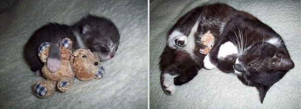 Kitty And Her Favorite Toy Then And Now