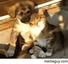 Kitty and Puppy are sweet to each other