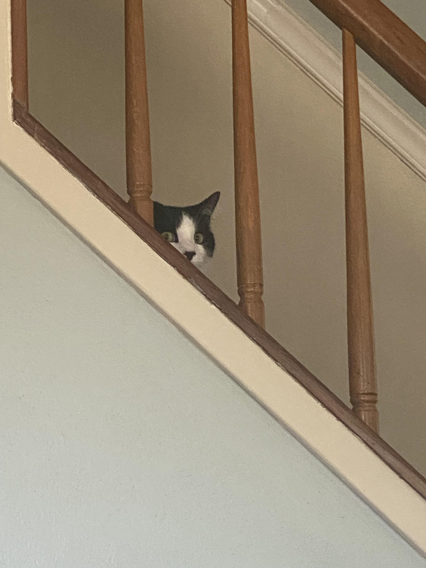 Kitty be creppin