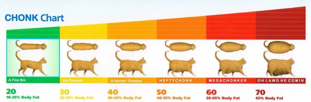 Kitty BMI chart