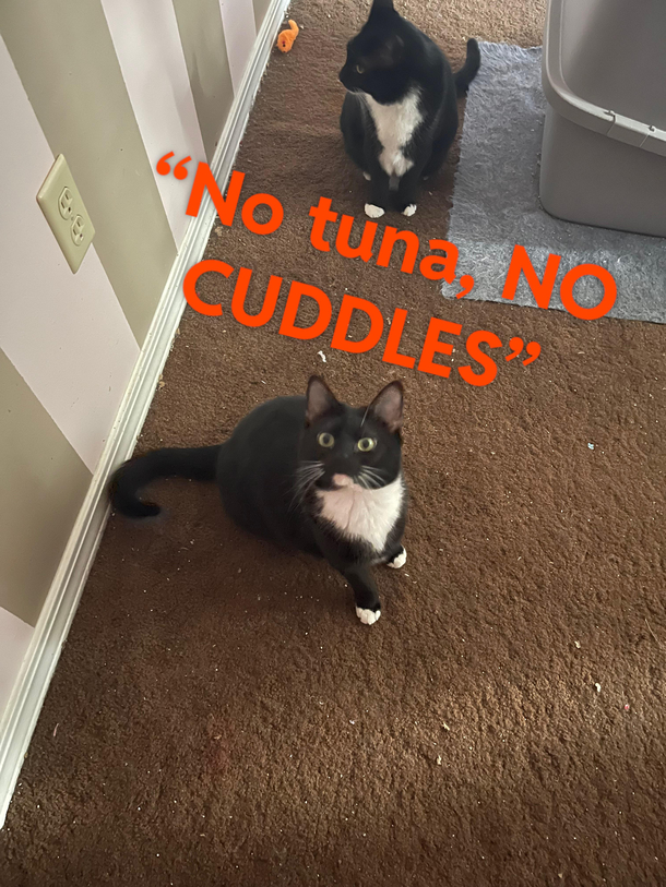 Kitty cat Protest