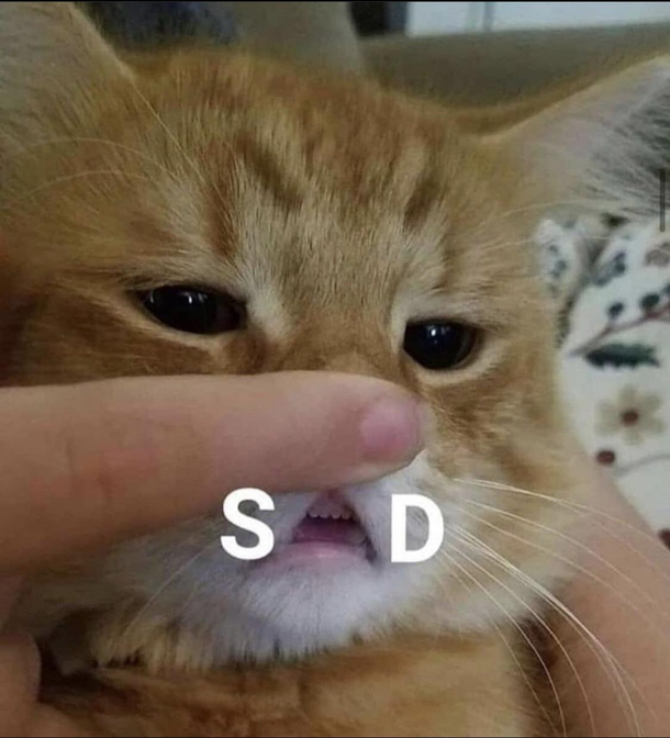 Kitty feels