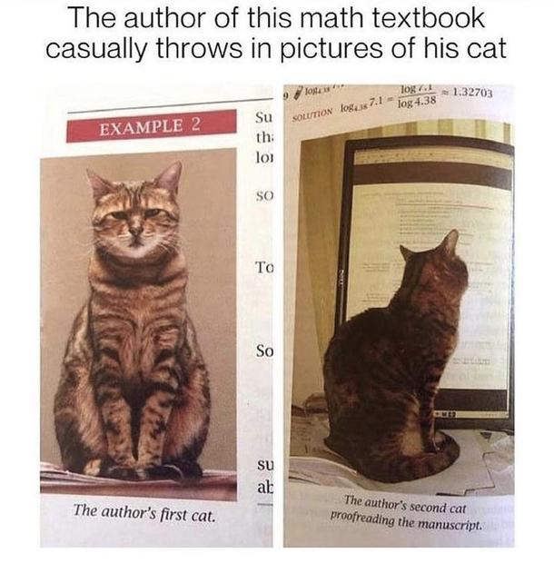 Kitty is probably smarter than me
